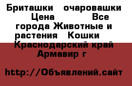 Бриташки - очаровашки.  › Цена ­ 3 000 - Все города Животные и растения » Кошки   . Краснодарский край,Армавир г.